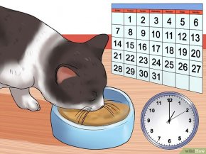 Изображение с названием Encourage Your Cat to Go to Sleep Step 7